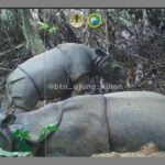 KSDAE KLHK Sambut Gembira Temuan Anakan Baru Badak Jawa di TNUK